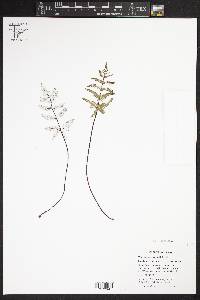 Notholaena candida var. copelandii image