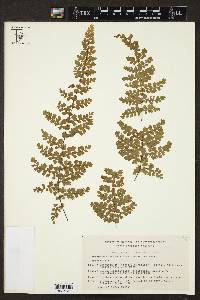 Adiantum concinnum image