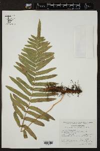 Polypodium subpetiolatum image