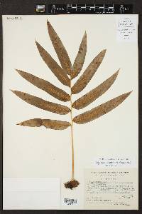 Polypodium pleurosorum image