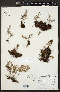 Pleopeltis polypodioides var. polypodioides image