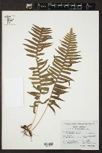 Polypodium rhodopleuron image