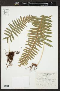 Polypodium plesiosorum image