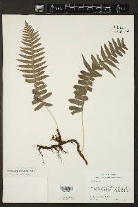 Polypodium rhodopleuron image