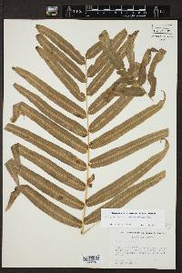 Polypodium echinolepis image