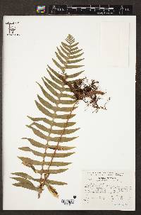 Polypodium rhodopleuron image