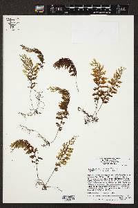 Hymenophyllum fucoïdes image