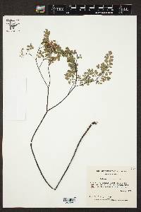 Adiantum andicola image