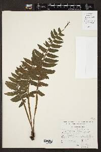 Asplenium alatum image