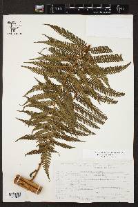 Cyathea bicrenata image