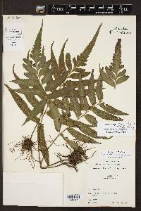 Hymenasplenium delitescens image