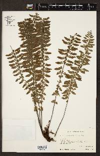 Asplenium sessilifolium image