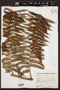 Cyathea fulva image