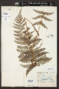 Polystichum fournieri image