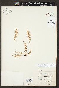 Woodsia phillipsii image