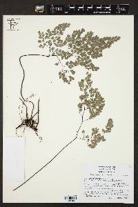 Adiantum andicola image