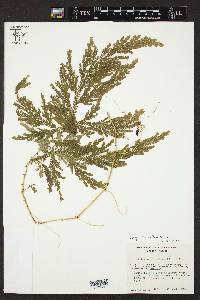 Selaginella stellata image