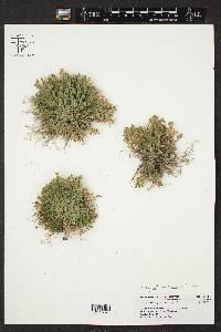 Selaginella novoleonensis image