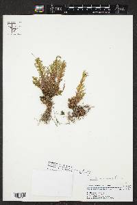 Selaginella novoleonensis image