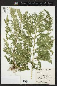 Selaginella oaxacana image