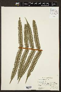 Pteris podophylla image