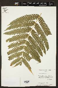 Pteris orizabae image