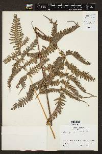 Pteris paucinervata image