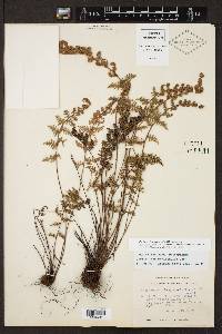 Myriopteris myriophylla image