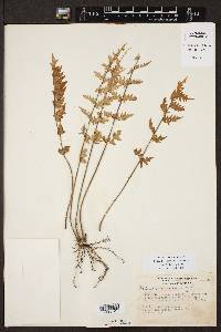 Cheilanthes lozanoi image