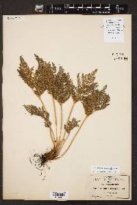 Cheilanthes leucopoda image