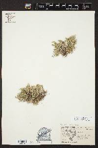 Selaginella wrightii image