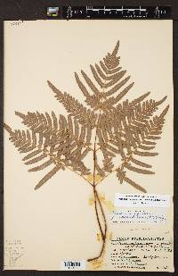 Pteridium latiusculum var. pseudocaudatum image