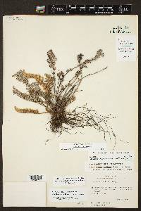 Myriopteris windhamii image