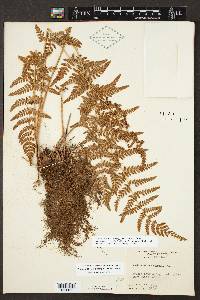 Woodsia obtusa subsp. obtusa image