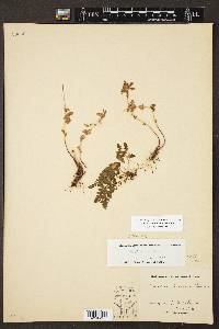 Woodsia plummerae image