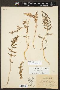 Woodsia plummerae image