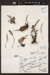 Argyrochosma limitanea subsp. mexicana image