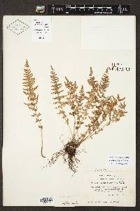 Woodsia phillipsii image