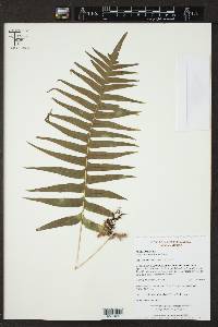 Polypodium plesiosorum image