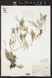 Selaginella bigelovii image