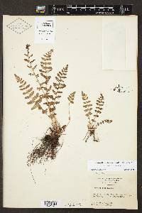 Woodsia neomexicana image