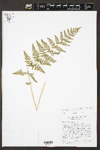 Woodsia obtusa subsp. occidentalis image