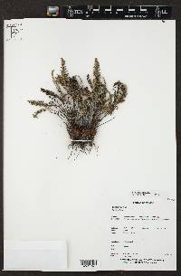 Argyrochosma bryopoda image
