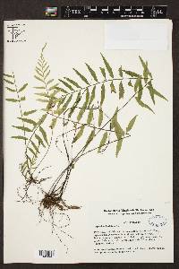 Asplenium hastatum image