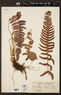 Blechnum occidentale image