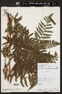 Cyathea atrovirens image