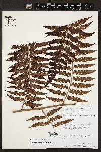 Cyathea pungens image