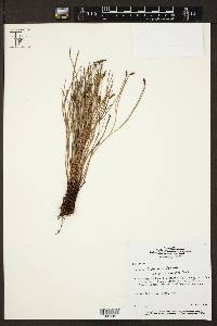 Schizaea incurvata image