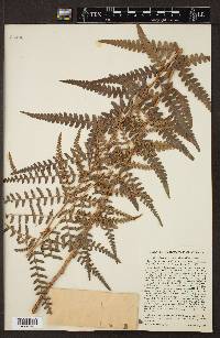 Dryopteris ludoviciana image