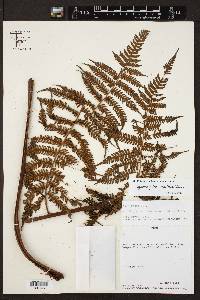 Cyathea pilosissima image